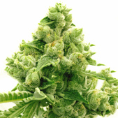 Original Lemon Pie Feminized Cannabis Seeds