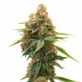 Panama Feminized Cannabis Seeds