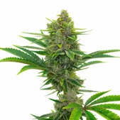 Pine Autoflower Cannabis Seeds