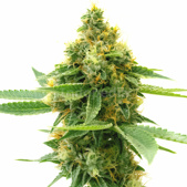 Pineapple Autoflower Cannabis Seeds