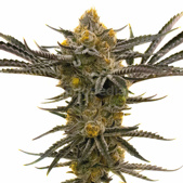 Platinum Cookies Feminized Cannabis Seeds
