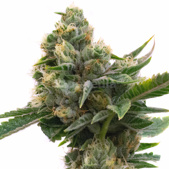 Pure Indica Feminized Cannabis Seeds