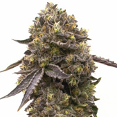 Purple Gelato Feminized Cannabis Seeds