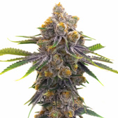 Purple Punch Autoflower Cannabis Seeds