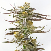 Purple Punch Feminized Cannabis Seeds