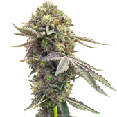 Purple Thai Feminized Cannabis Seeds