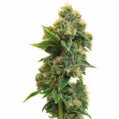 Rosenthal Feminized Cannabis Seeds