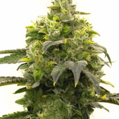 Rosetta Stone Feminized Cannabis Seeds