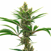 Runtz Feminized Cannabis Seeds