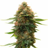 Shishkaberry Kush Feminized Cannabis Seeds