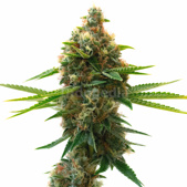 Shishkaberry Punch Feminized Cannabis Seeds