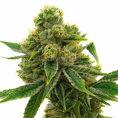 Skunk #1 Feminized Cannabis Seeds