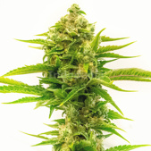 Skywalker Feminized Cannabis Seeds