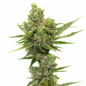 Sour Diesel Autoflower Cannabis Seeds