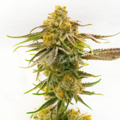 Strawberry Banana Cheese Feminized Cannabis Seeds