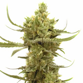 Strawberry Banana Feminized Cannabis Seeds