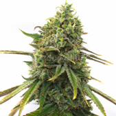Strawberry Cough Feminized Cannabis Seeds