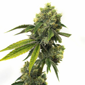 Strawberry Kush Feminized Cannabis Seeds