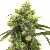 Super Skunk Autoflower Cannabis Seeds