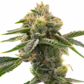 Sweet Tooth Autoflower Cannabis Seeds