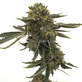 Tangerine Autoflower Cannabis Seeds