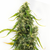 Tangie Feminized Cannabis Seeds