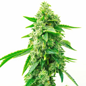 Trainwreck Feminized Cannabis Seeds