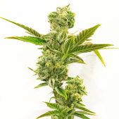 Triple XL Autoflower Cannabis Seeds