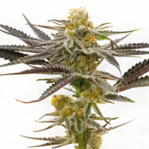 Tropicana Cookies Purple Feminized Cannabis Seeds
