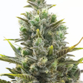 Wedding Cake Autoflower Cannabis Seeds