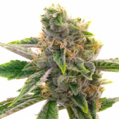 White Rhino Feminized Cannabis Seeds