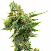 White Russian Feminized Cannabis Seeds