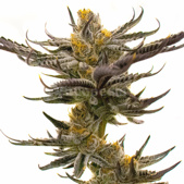 White Russian Fast Version Cannabis Seeds