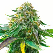 White Widow Autoflower Cannabis Seeds