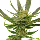 Yumbolt Autoflower Cannabis Seeds