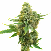 Yumbolt Feminized Cannabis Seeds