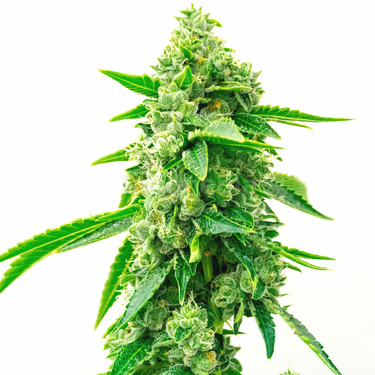 Trainwreck Feminized Cannabis Seeds