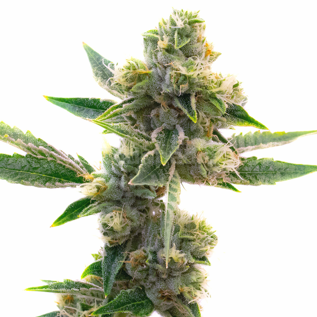 Triangle Kush Feminized Cannabis Seeds