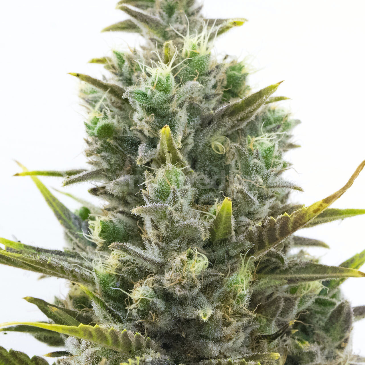 Wedding Cake Autoflower Cannabis Seeds - Indopedia