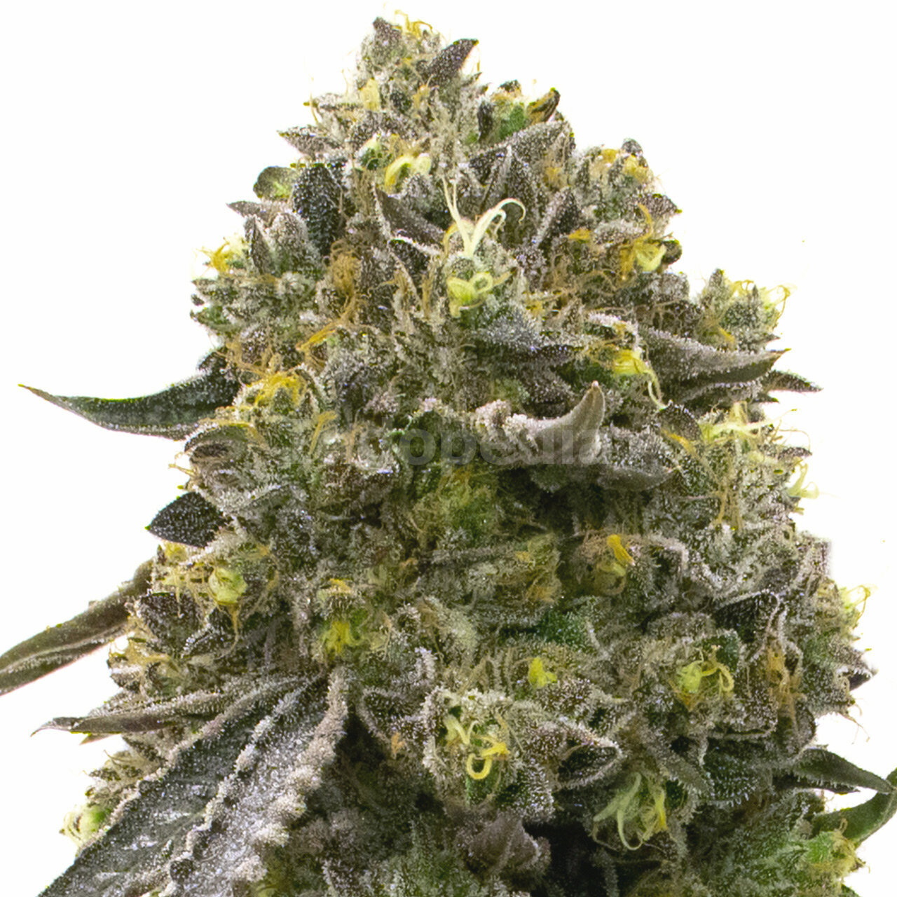 Wedding Cake Feminized Cannabis Seeds