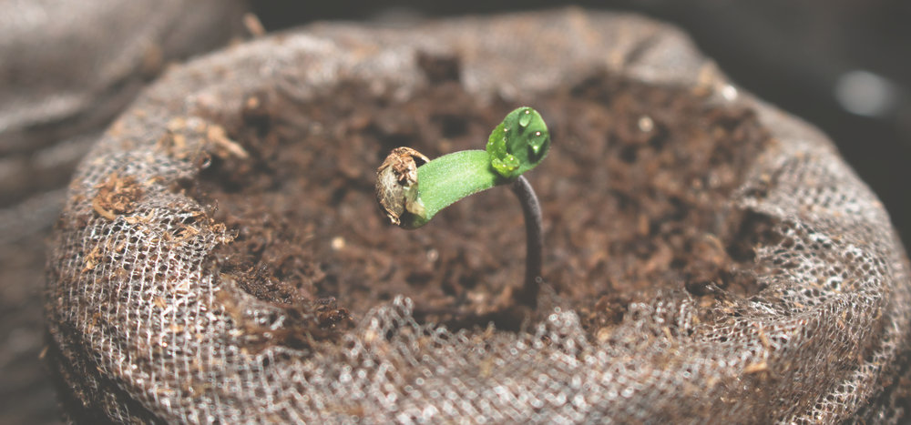 marijuana seed germinating