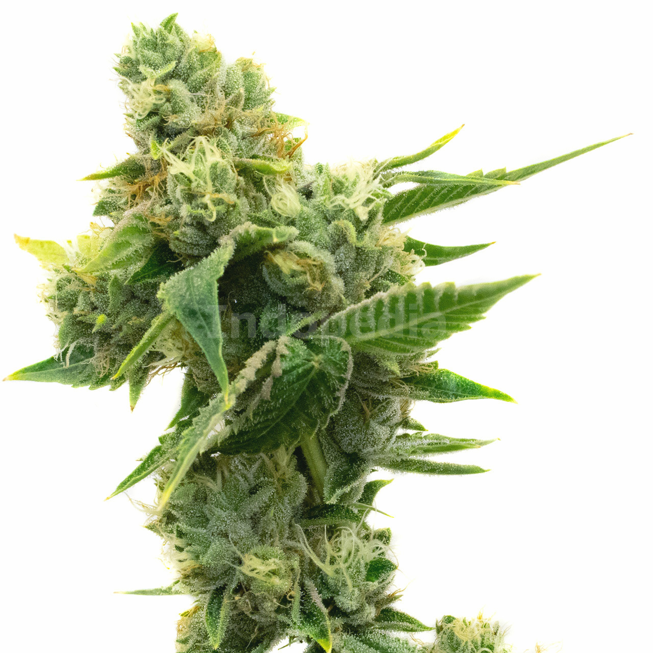 White Russian Feminized Cannabis Seeds