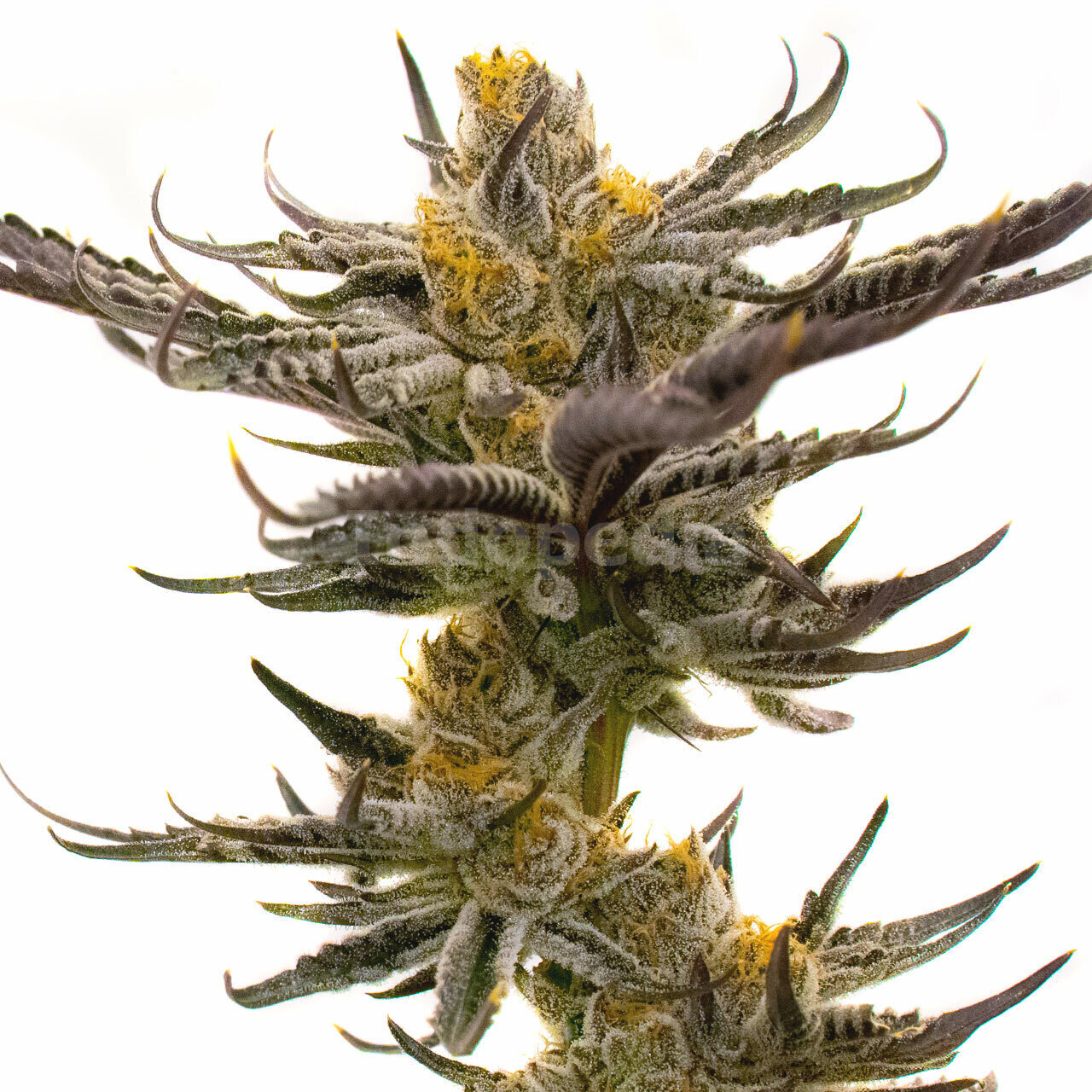 White Russian Fast Version Cannabis Seeds