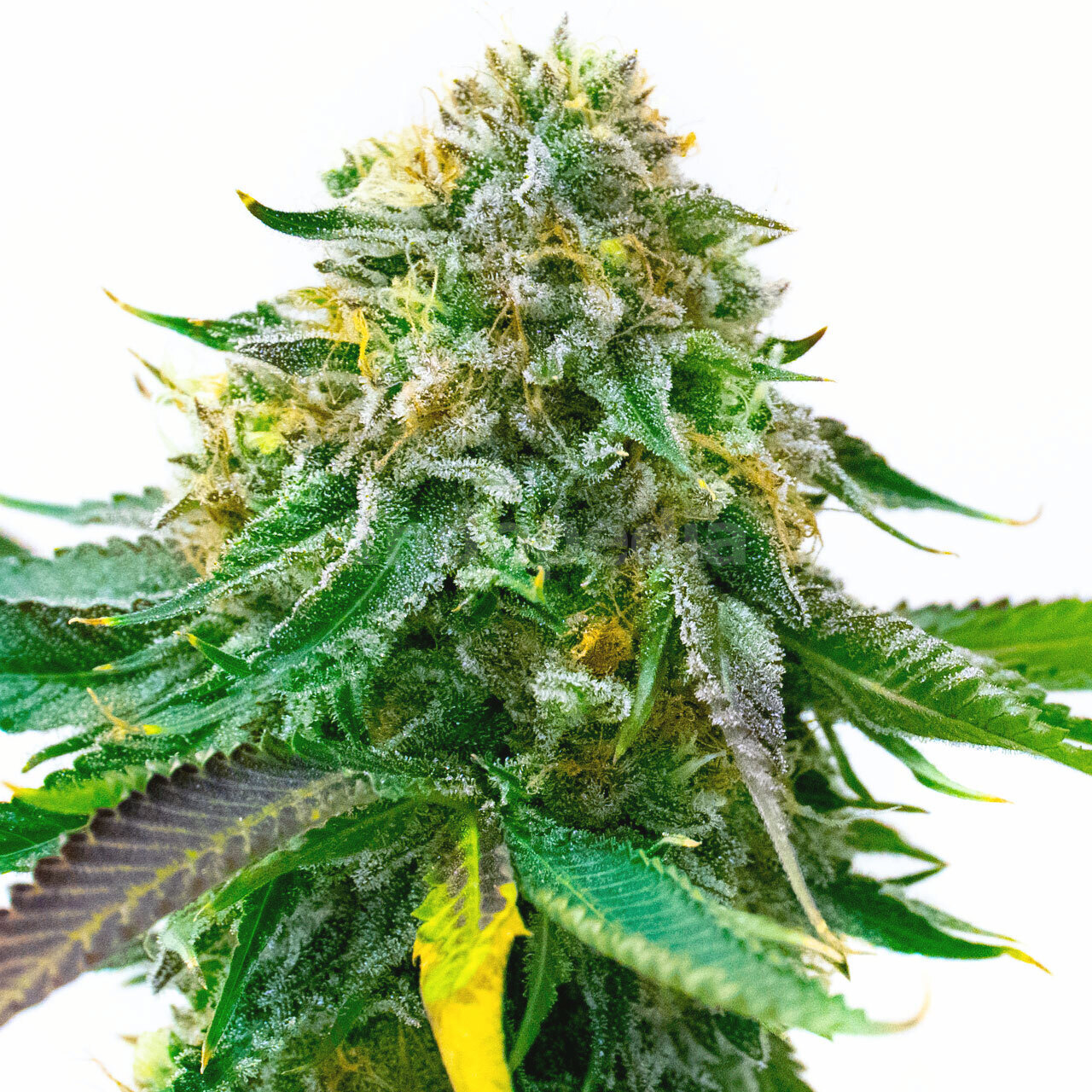 White Widow Autoflower Cannabis Seeds