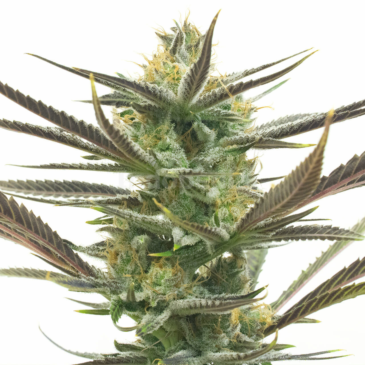 White Widow Feminized Cannabis Seeds