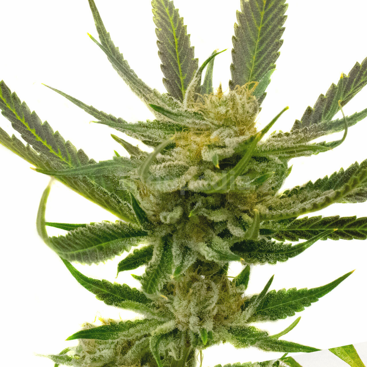 Yumbolt Autoflower Cannabis Seeds